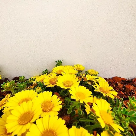 Apartamento Da Mimma Di Casa Camilla Journey Marina Di Pescoluse