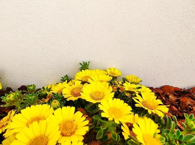 アパート Da Mimma Di Casa Camilla Journey マリーナ・ディ・ペスコルーゼ