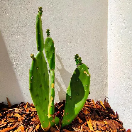 Da Mimma Di Casa Camilla Journey 公寓 佩斯科勒海滨